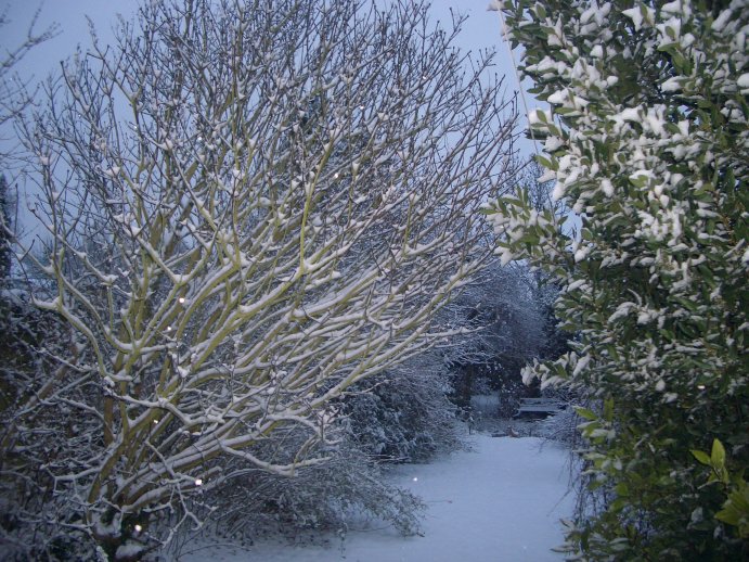 A View in Our Garden